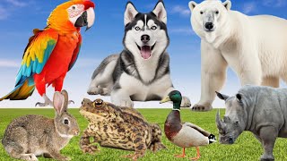 Funny Cute Animal Sounds - Dog, Frog, Rhino, Parrot, Polar Bear, Duck, Rabbit - Learn Animals