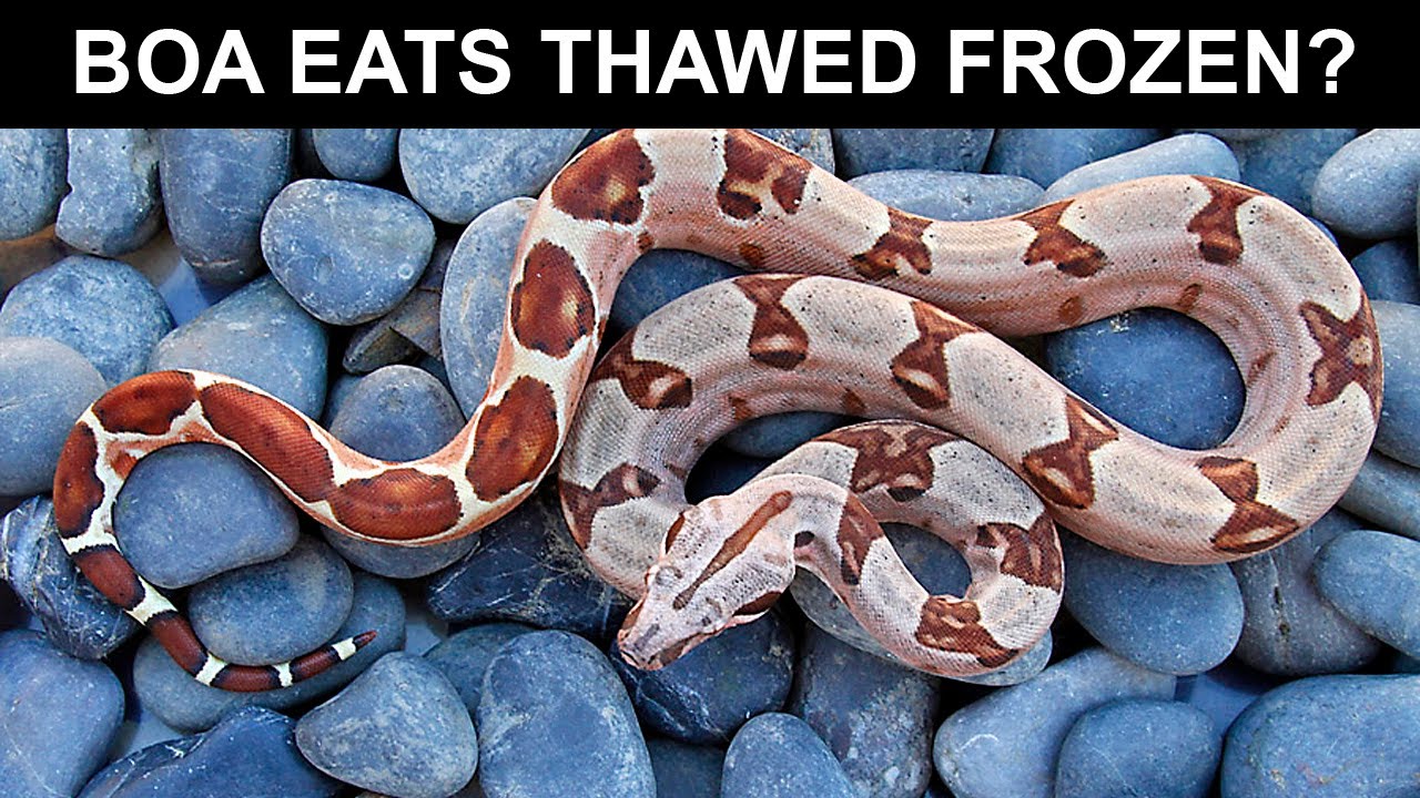 Is this BOA Eating FROZEN THAWED? (What Localities are Easiest and ...