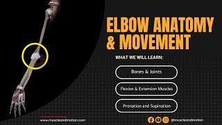 Elbow Anatomy & Movement