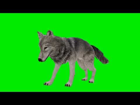 كروما ذئب للمونتاج 