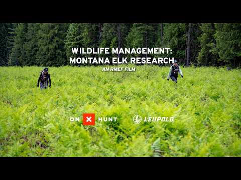 Wildlife Management: Montana Elk Research - An RMEF Film thumbnail