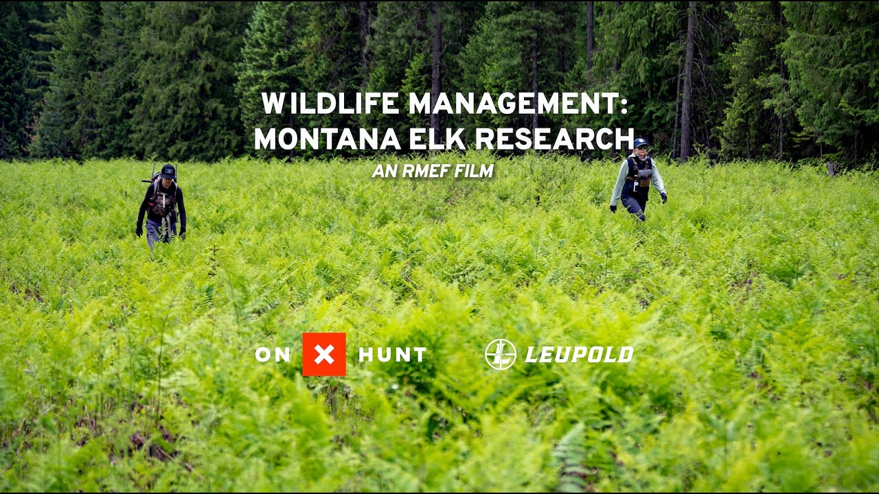Управление дикой природой: Исследование лосей в Монтане — фильм RMEF.