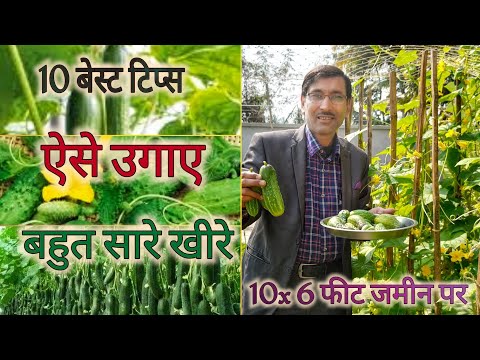 खीरे कैसे उगाएं जाते हैं ? / How to grow Cucumber ?