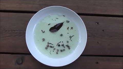 How To Set Up an Insect Pitfall Trap