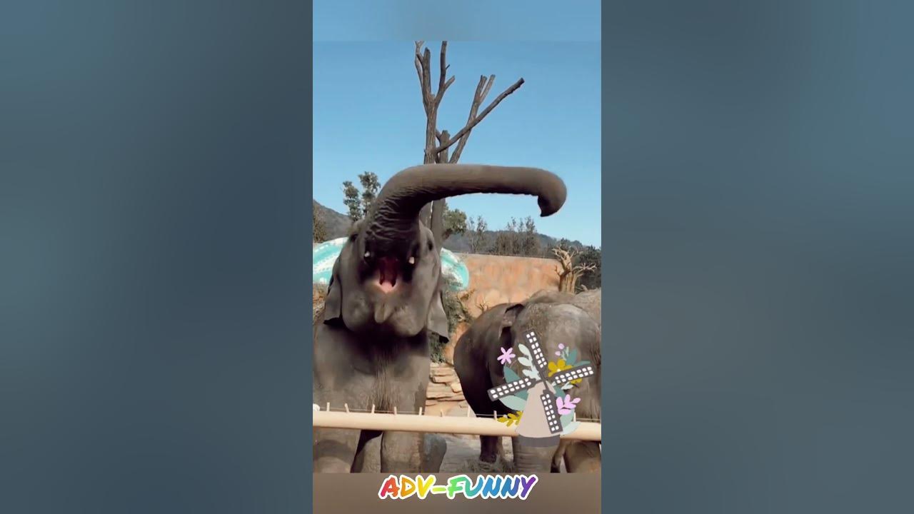 Funny elephant - YouTube