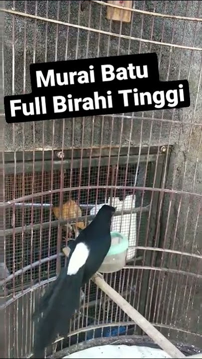 Murai Batu Full Birahi Tinggi Minta Kawin
