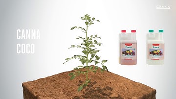 (UK) CANNA COCO