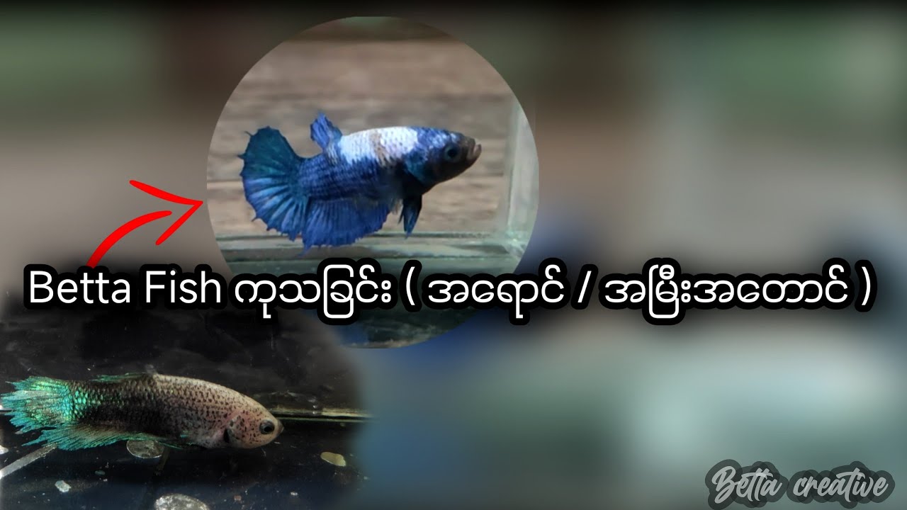 Betta fish treatment ( colour / fin ) ( Betta ကုသခြင်း ( အရောင် / အ​မြီးအတောင် )