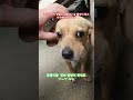 댕댕이# 벌# 범죄
