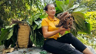 Harvest earthen ginseng root natural goes to the market sell  Daily life | Ly Thi Tam