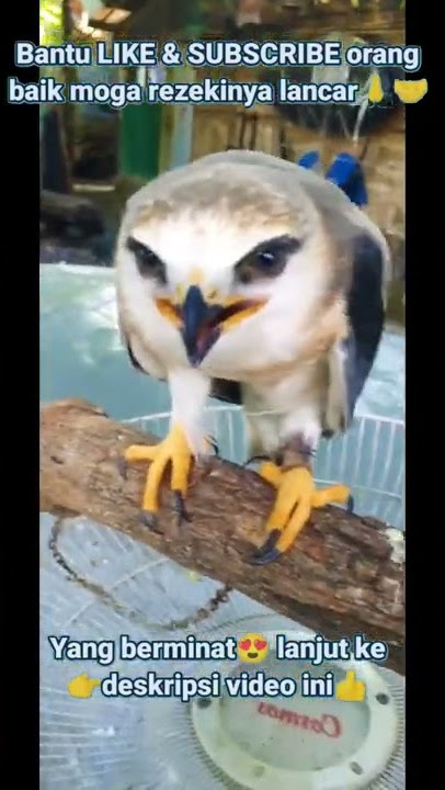 Burung elang jinak terbaru