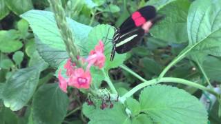 Slow Motion Butterfly Takeoff