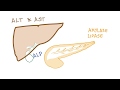 Liver and pancreatic enzymes explained  ast alt ggt alp amylase lipase