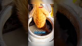 🔥🌟💯1 suscriptor = 1 bolsa de comida para gatos. 😻Campaña de recaudación de fondos para mi gato.✨