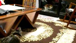 CIMG0013.AVI