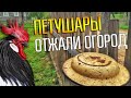 СОСЕД МОЛИЛСЯ ЧТОБЫ МЫ ПОКОПАЛИ С МЕТАЛЛОИСКАТЕЛЕМ ☾☼ Петухи пели к находкам