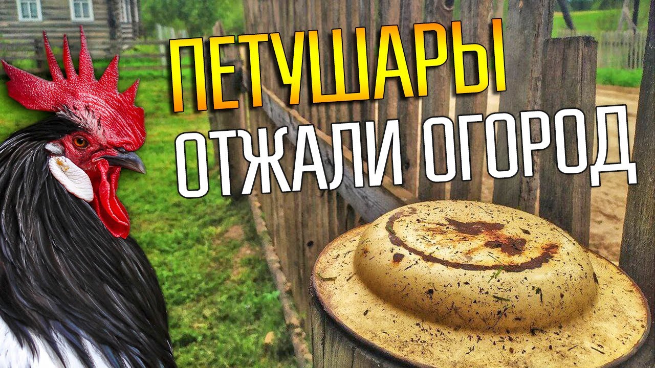 СОСЕД МОЛИЛСЯ ЧТОБЫ МЫ ПОКОПАЛИ С МЕТАЛЛОИСКАТЕЛЕМ ?0 Петухи пели к ...