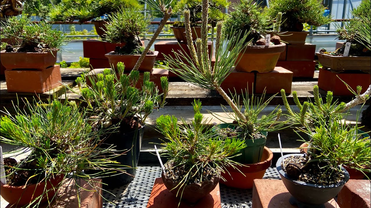 日本bonsai.盆栽情報・プロ盆栽技術・育成・盆映・迫力ある写真撮りたくなる盆栽 →楽しめる展示会鑑賞ノウハウ！ →盆栽園の展示会ハウツウ ...