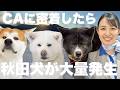 秋田犬に癒やされる旅！ANAのCAが教える感動スポット【奥秋田・大館・小坂】