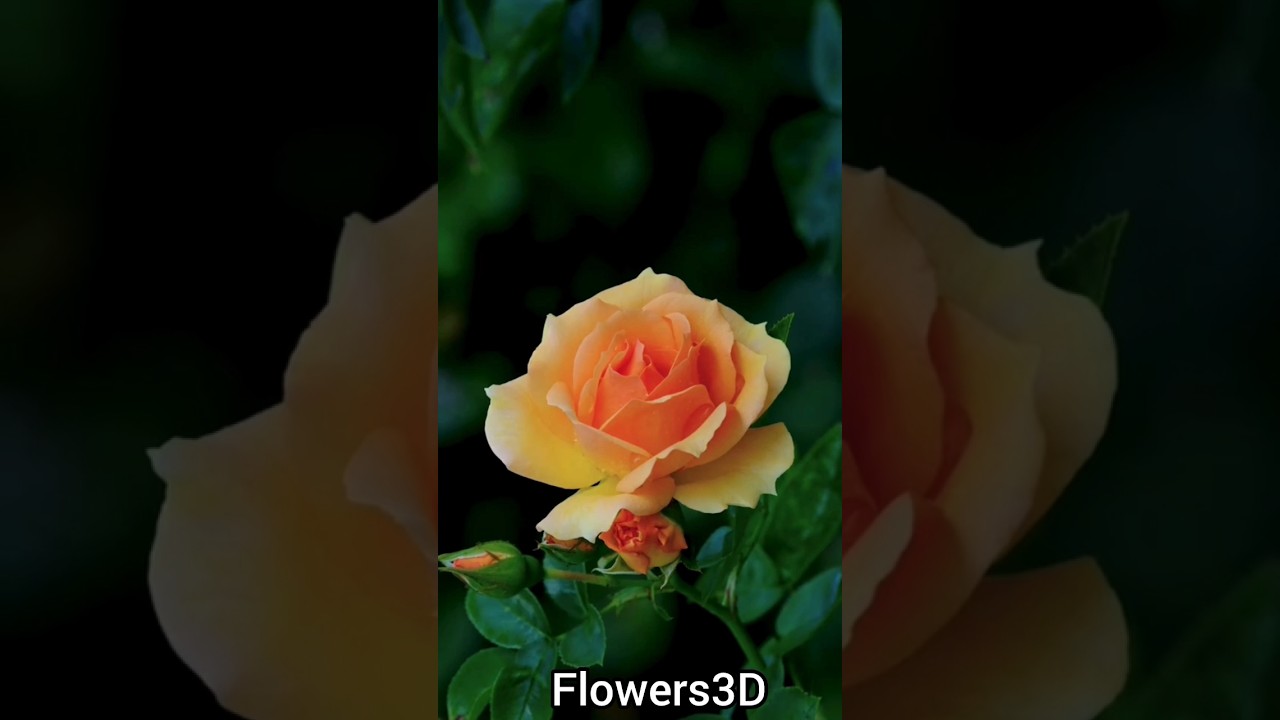flowers3D 