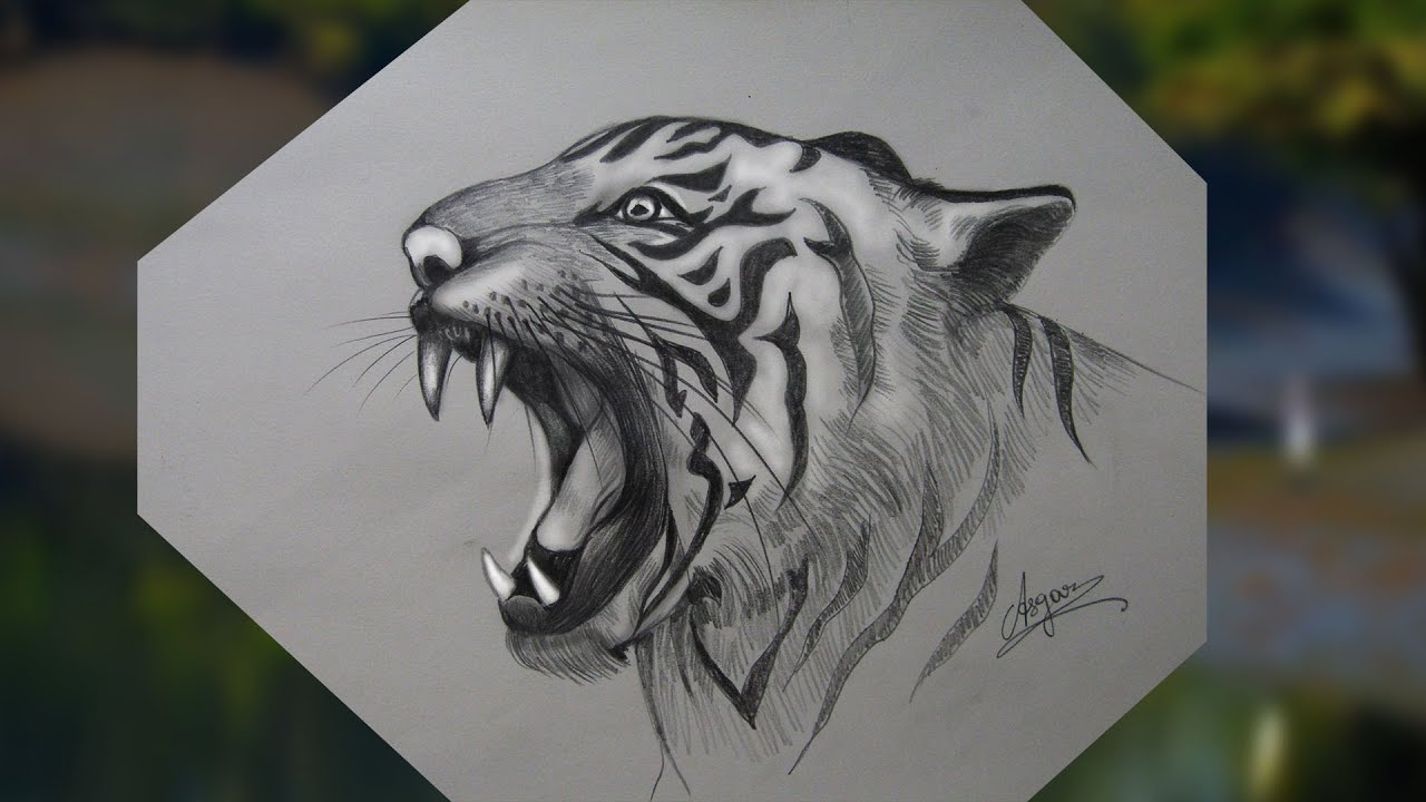 How to draw a tiger - step by step drawing - YouTube