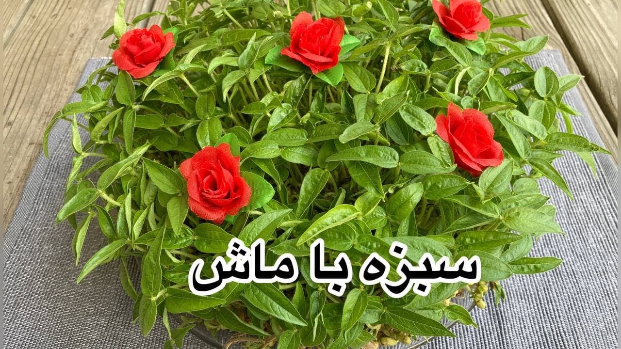 ⁣آموزش سبز کردن سبزه ی ماش برای سفره هفت سین با آسونترین روش How to grow sabzeh for  Persian new year