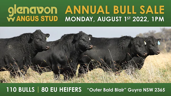 Glenavon Angus Bull Sale Preview 2022