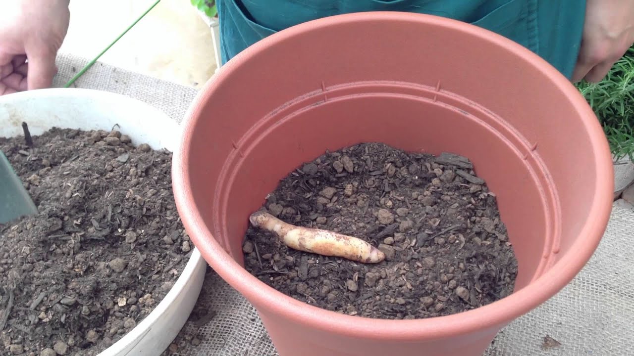 グロリオーサの植え方 育て方 日常管理 Youtube