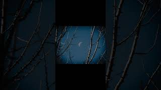 Moon With Branches And Blue Sky