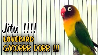 PANCINGAN LOVEBIRD Ngekek Panjang PALING AMPUH, LB Bahan Cepat GACOR Ngetik Mantab Ngekek