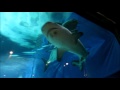 20160106　美ら海水族館　ホホジロザメ の動画、YouTube動画。