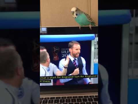 football score BoB is enjoying the footy, come on England