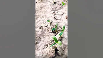 Seed Sprouts After The Rain نمو البذور بعد المطر 