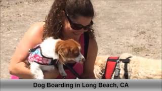 Dog Boarding Long Beach CA Colees Pet Care