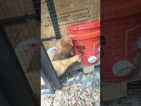 DYI CHICKEN FEEDER