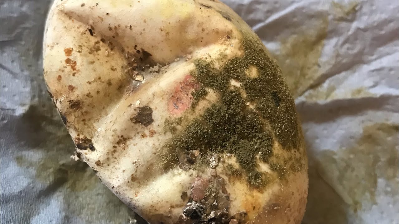 What’s inside a dud python egg?