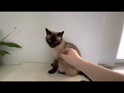 Different reactions when petting Siamese, Ragdoll and Russian Blue cats