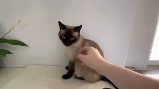 Different reactions when petting Siamese, Ragdoll and Russian Blue cats