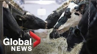 What's happening with dairy in the new USMCA trade agreement?