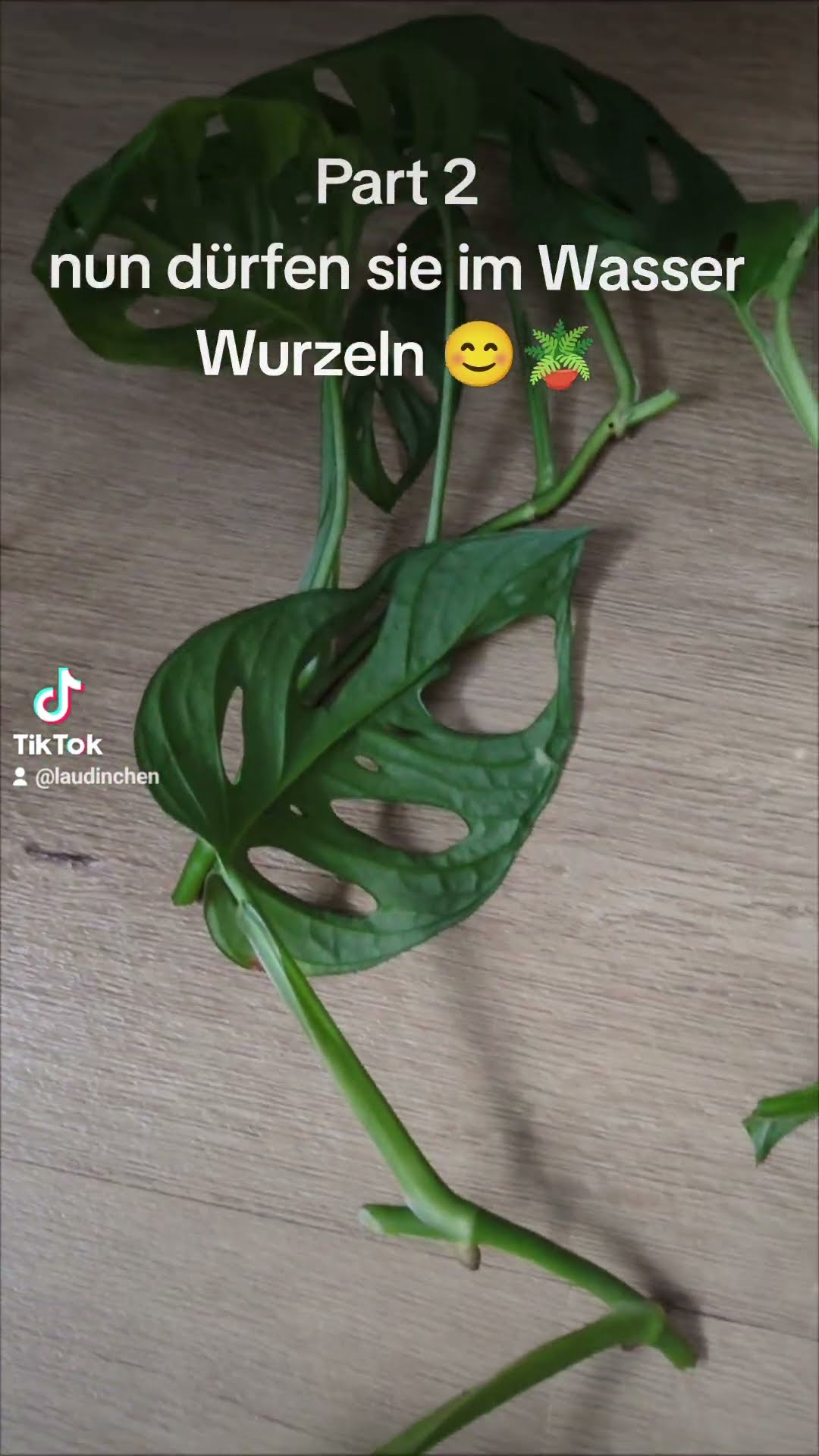 Pflanzenliebe 🪴😊 Ableger wurzeln lassen im Wasser YouTube