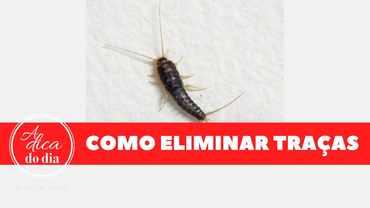 COMO ACABAR COM AS TRAÇAS FLÁVIA FERRARI YouTube COMO ACABAR COM AS TRAÇAS FLÁVIA FERRARI YouTube