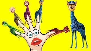 Giraffe Paw Patrol Masha Talking Tom Hulk Boss Baby Finger Family Colors Learn