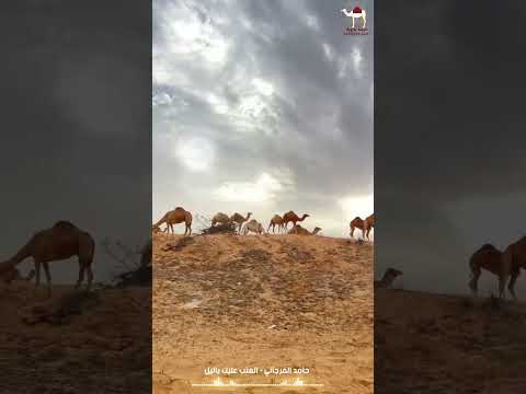 حامد الفرجاني العتب عليك يا ليل خيمه بدويه اكسبلور جديدي