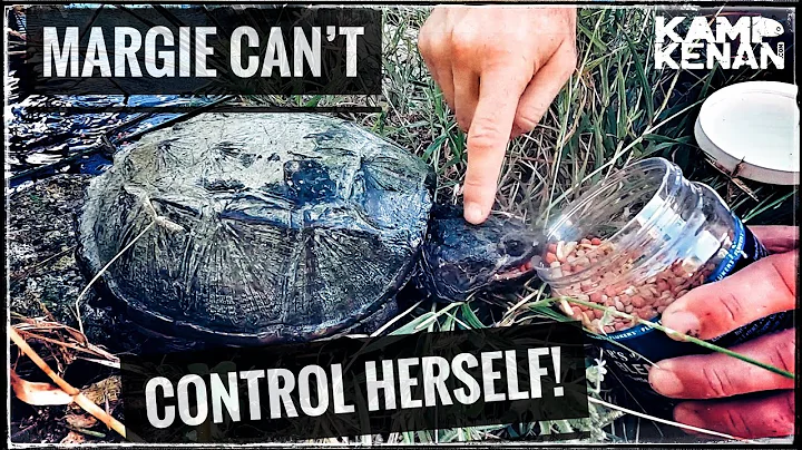 Feeding Margie our Snapping Turtle/Caiman, Gator F...