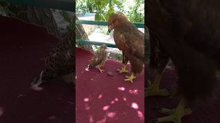 The falcon thinks the eagle is his mother and asks the eagle to feed him.