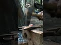 blacksmith short video #shorts #shortvideo #short #vairalshort #youtubeshorts #reels #blacksmith
