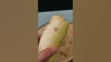 Firecracker vs. Carrot Slow Camera Shooting #firecracker #experiment #slowmotion #explosion