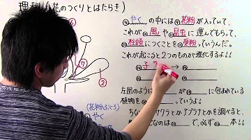 花の花粉 花の花粉