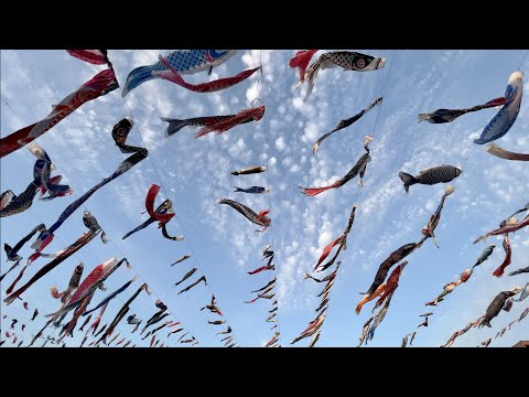 🎏「こいのぼりフェスタ１０００」2023年🎏 Koinobori Festival In Japan 🎏芥川桜堤公園、高槻市