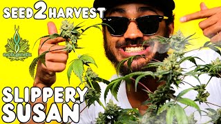SLIPPERY SUSAN 😜 by Exotic Genetix | Full Seed to Harvest Documentary | Mars Hydro!